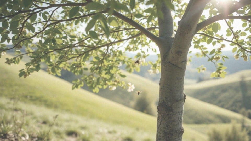 10 letnia lipa – właściwości, pielęgnacja i zastosowanie