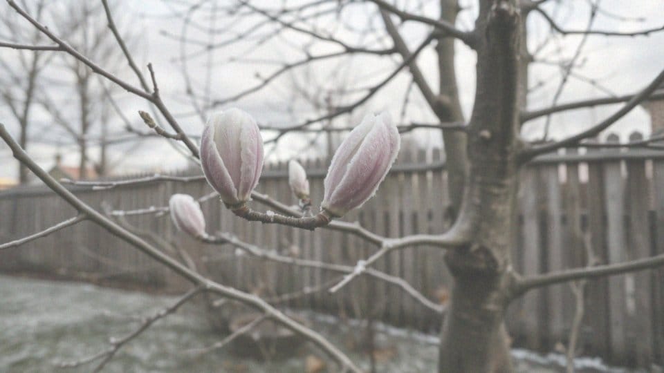 Jakie warunki atmosferyczne są niekorzystne dla magnolii?