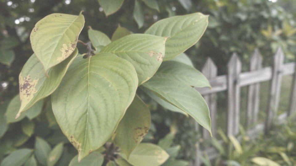 Jakie są objawy niedoboru składników pokarmowych u magnolii?