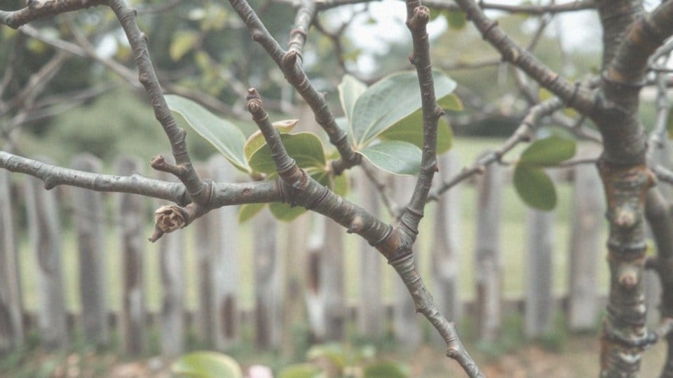 Jakie są powody przycinania magnolii?