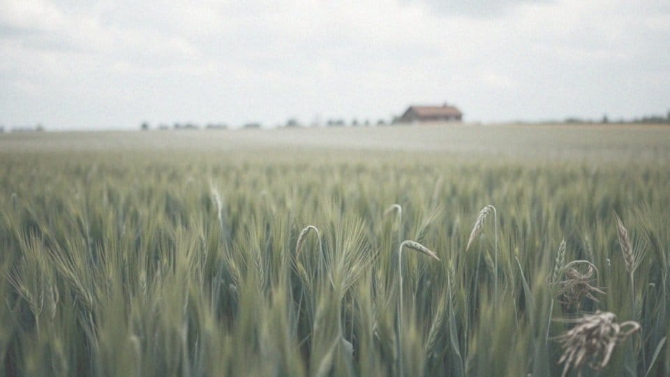 Chwastox Complex 260 EW – skuteczna eliminacja chwastów w uprawach