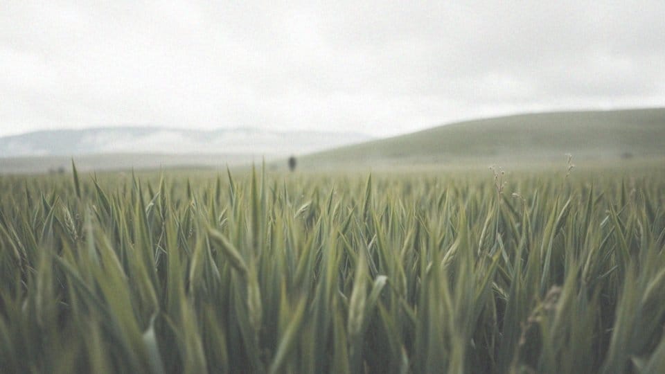 Huzar Activ czy Lancet Plus? Wybór najlepszych herbicydów do pszenicy