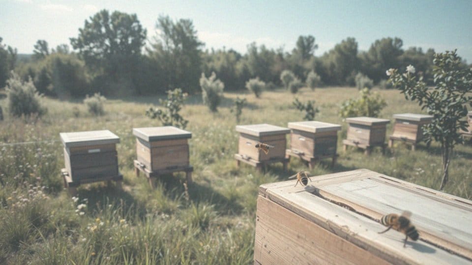 Jak założyć pasiekę? Przewodnik krok po kroku dla początkujących