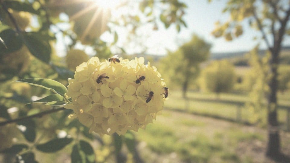 Najbardziej miododajna lipa – co musisz wiedzieć o lipie wonnej