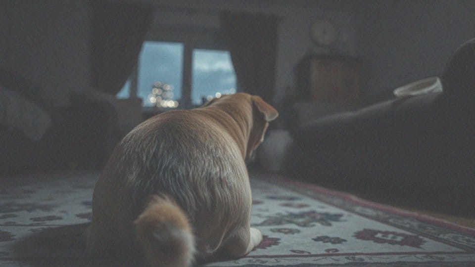 Pies puszcza bąki wieczorem – przyczyny i sposoby na problem